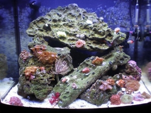 added some more corals