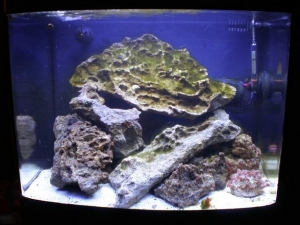algae bloom