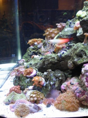 right side of tank