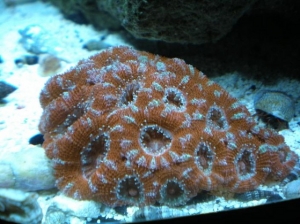 acanthastrea