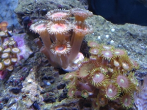 palys and zoas