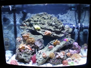 full tank shot