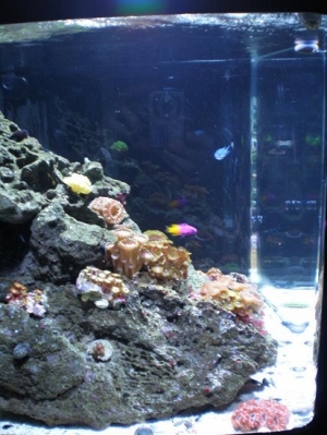 Left side of tank