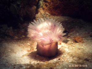 anemone