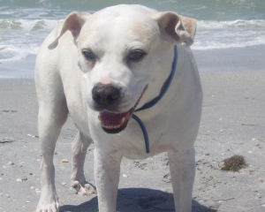 "Cain" 11 years old - American Bulldog mix