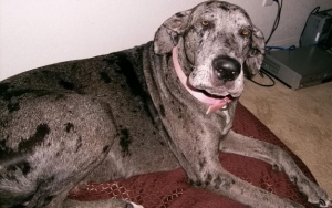 "Lilly" 3 Years old - Great Dane Mix