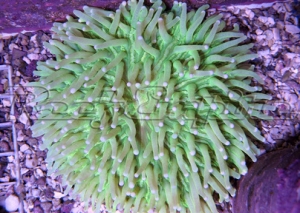 59 helio fungia