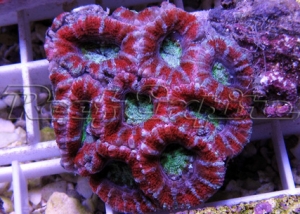 74 ultra acan