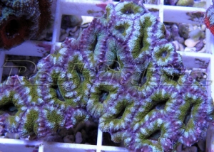 159 acan 002