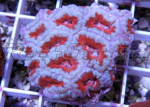 179 acan