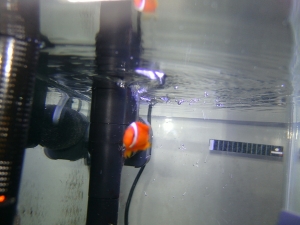 tomato clown