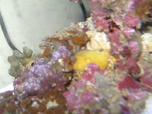 sponge and i think star pollups