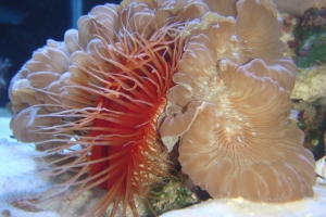 Flame Scallop/Fox Coral