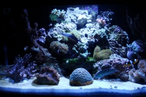 FTS