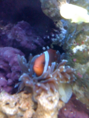 tomato hosting
