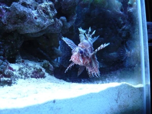 Best fish