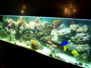 phototanks5222