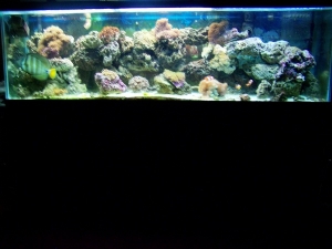 phottank1