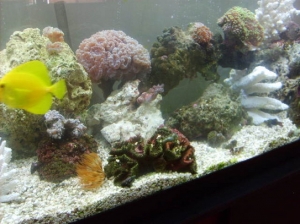 center view