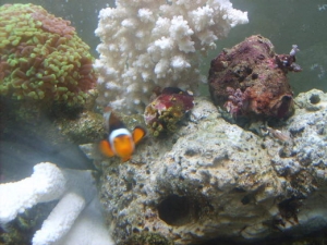 good ol true percula