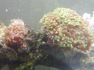 hammer and frogspawn
