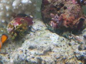 zoos and polyps