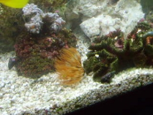 feather duster