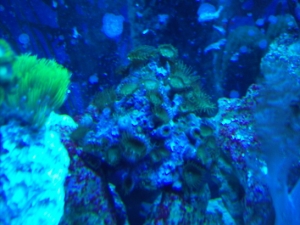 5-6-10 Green Button Polyps