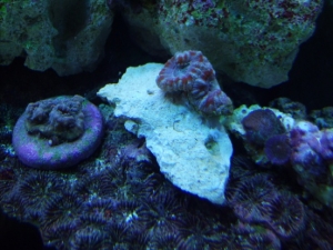 Chalice, Acans, mushrooms - 5-7-10