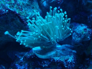5-10-2010 (GLOW IN THE DARK TORCH)