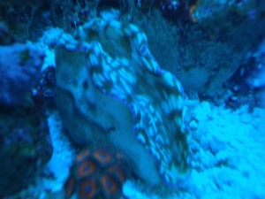 Derasa Clam - Actinics