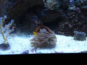3 yr old - Red Saddleback/Fire Clown finally hosting something.