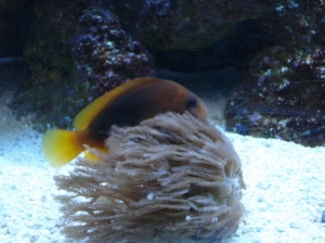 3 yr old - Red Saddleback/Fire Clown finally hosting something. II