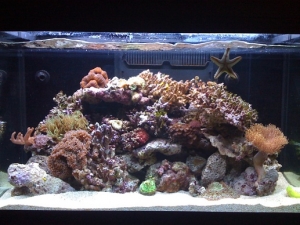 After adding more live rock and the corals from the small tank, plus a couple of new ones! This is at about 3 months but remember its from an established 100Ltr to a 250.