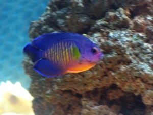 I purchased this coral beauty angel, a yellow tail blue damselfish and a royal gramma too early (even though levels read 0 after two months of cycling) and they all perished.  Had to restock much, much slower and so far I've had better success.