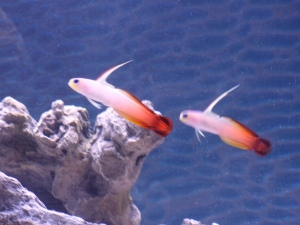 These two firefish are extremely hardy and seem to be always hungry.  One of them may be pregnant or just eating too much.