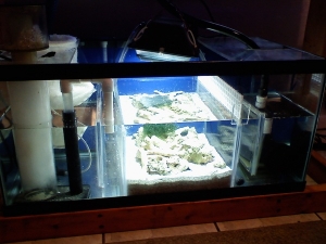 Refugium 1