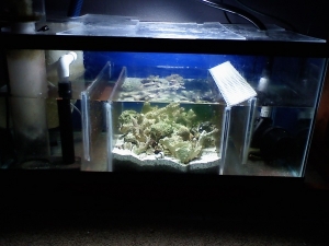 Refugium March