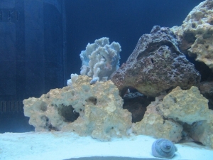 Beginning of the Reef and Abby in the corner