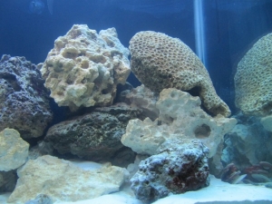 Rest of the "reef". 6 Months or so then I'll start with some corals.