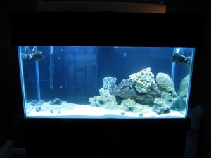 Tank with hood on. Almost done!