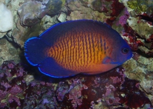 Coral Beauty