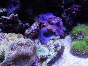 ricordia, mushrooms and green star polyps