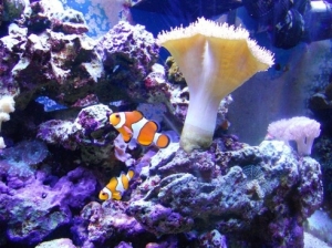 my two clowns, both tank raised from different breeders