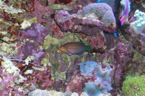 6 line wrasse
