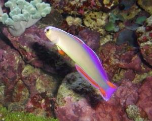 purple firefish