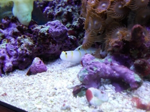 orange stripe goby