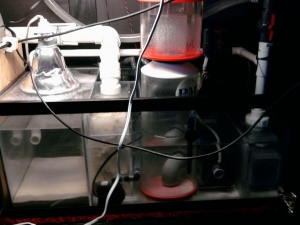 20 Long sump/refugium