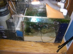 This is the refugium complete with 6" sandbed live rock and cheato.