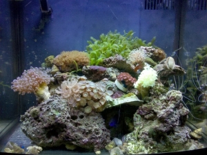 Fairly recent picture of the 'cube.